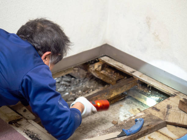 Best Black Mold Removal  in Belle Haven, VA