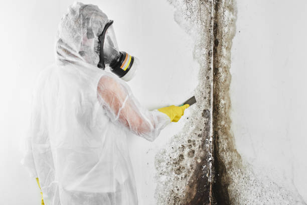 Best Same-Day Mold Removal  in Belle Haven, VA