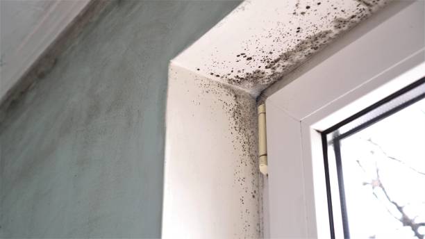 Best Home Mold Removal  in Belle Haven, VA