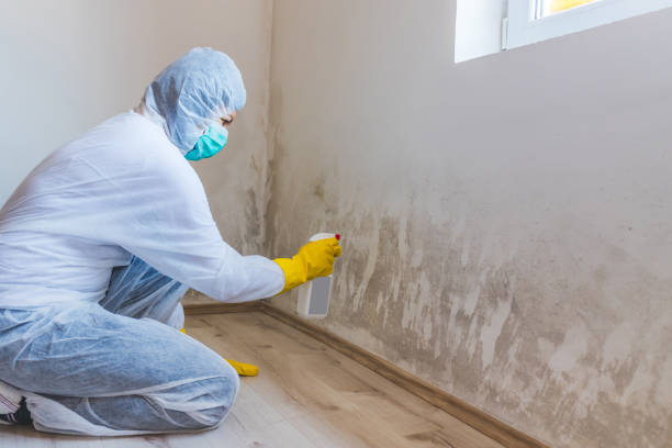 Best Local Mold Removal Service  in Belle Haven, VA