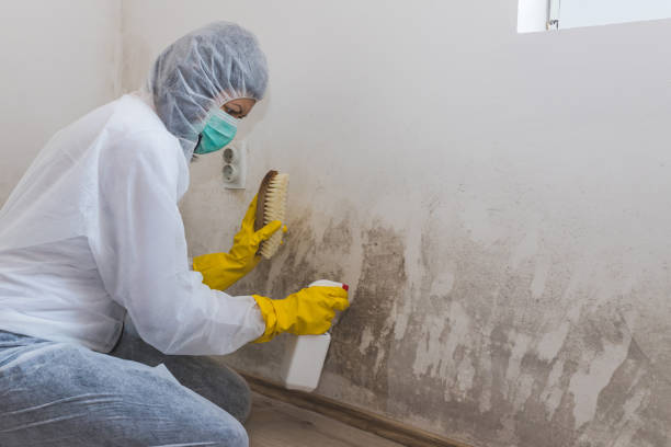 Best Mold Removal and Inspection  in Belle Haven, VA