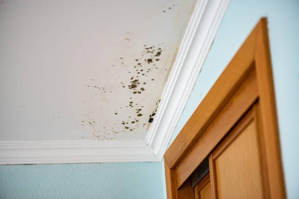 Best Fast Mold Removal  in Belle Haven, VA