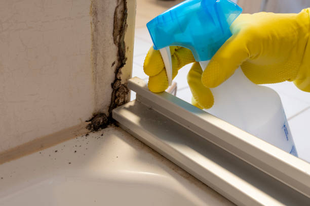 Best Office Mold Removal Services  in Belle Haven, VA