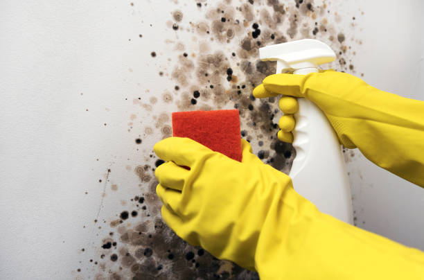 Mold Removal and Inspection in Belle Haven, VA