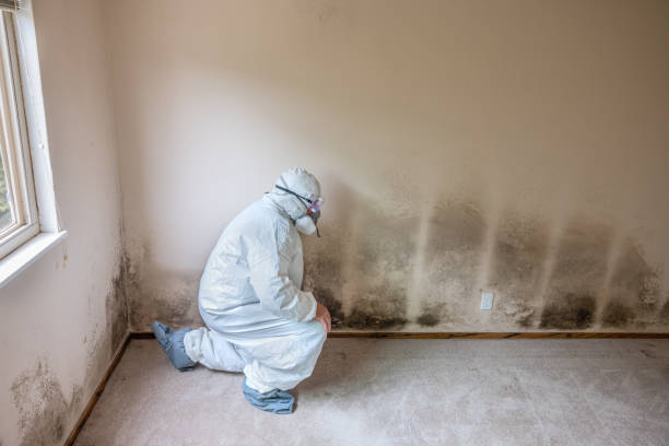 Best Mold Testing  in Belle Haven, VA