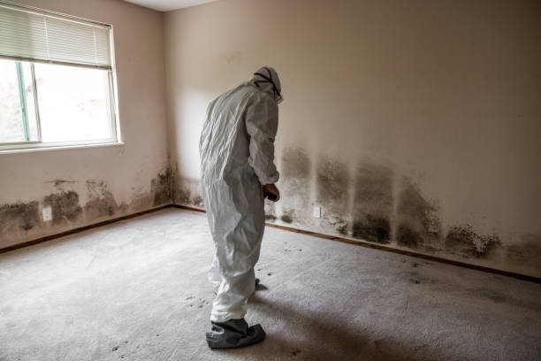 Belle Haven, VA Mold Removal Company