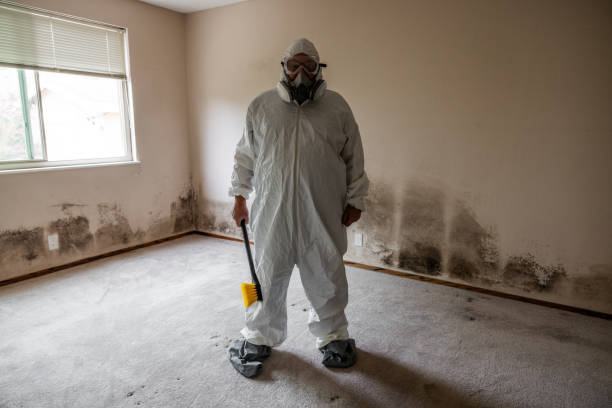 Best Attic Mold Removal  in Belle Haven, VA