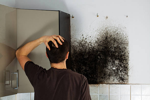 Best Best Mold Removal Companies  in Belle Haven, VA
