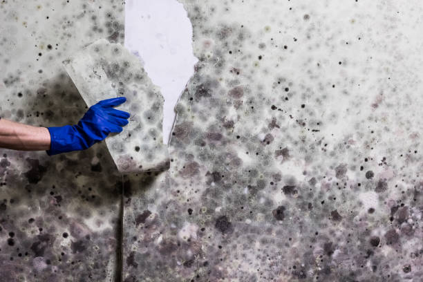 Best Certified Mold Removal  in Belle Haven, VA