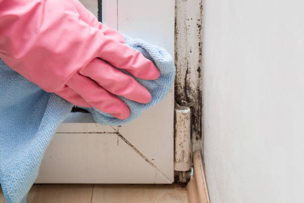 Office Mold Removal Services in Belle Haven, VA